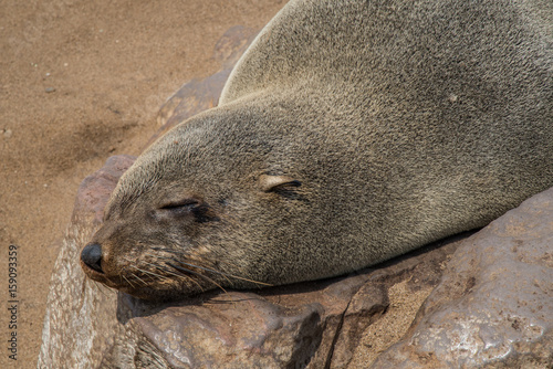 Quadro su tela Sea wolves resting in Cape cross - Namibia
