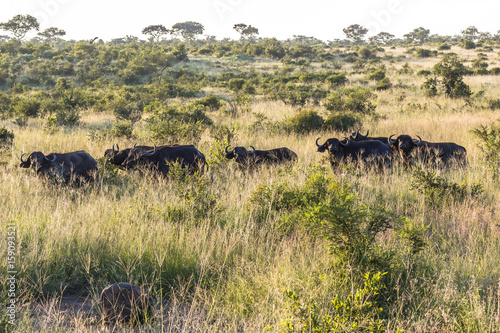 Buffalo herd in the evening inside Kruger Park