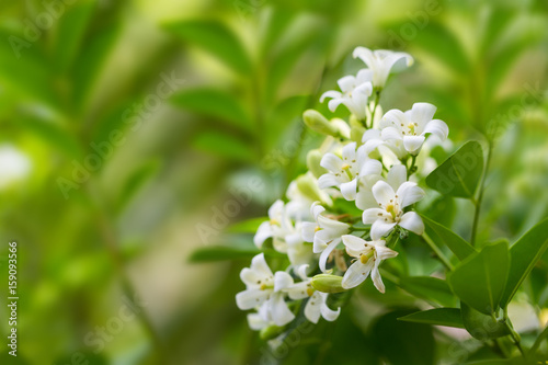 'Andaman Satinwood' or 'Murraya Paniculata' in the garden (soft focus)