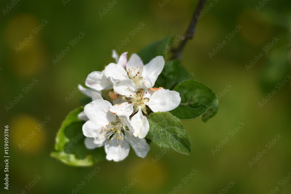 Obraz premium Kwiat Jabloni