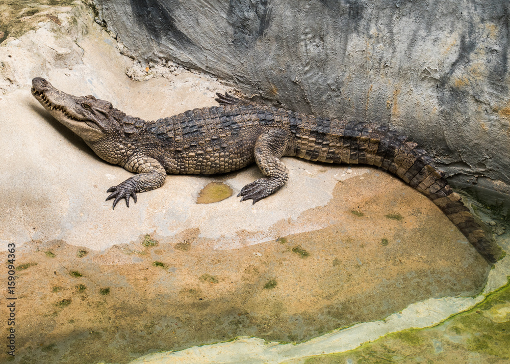 Crocodile with an open mouth, Bangkok, Thailand Crocodile with an open mouth, Bangkok, Thailand