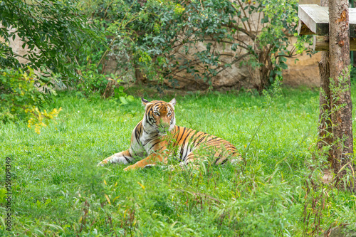 Fototapeta Naklejka Na Ścianę i Meble -  Sumatran tiger