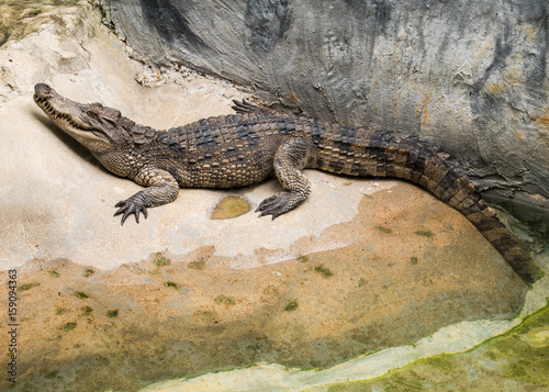 Crocodile with an open mouth, Bangkok, Thailand
