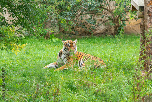 Fototapeta Naklejka Na Ścianę i Meble -  Sumatran tiger