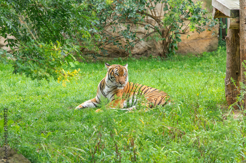 Fototapeta Naklejka Na Ścianę i Meble -  Sumatran tiger