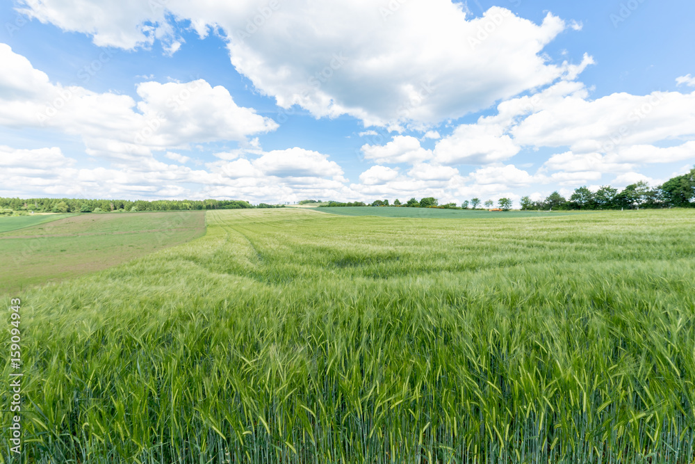 Wheat fields still green with puffy clouds and trees