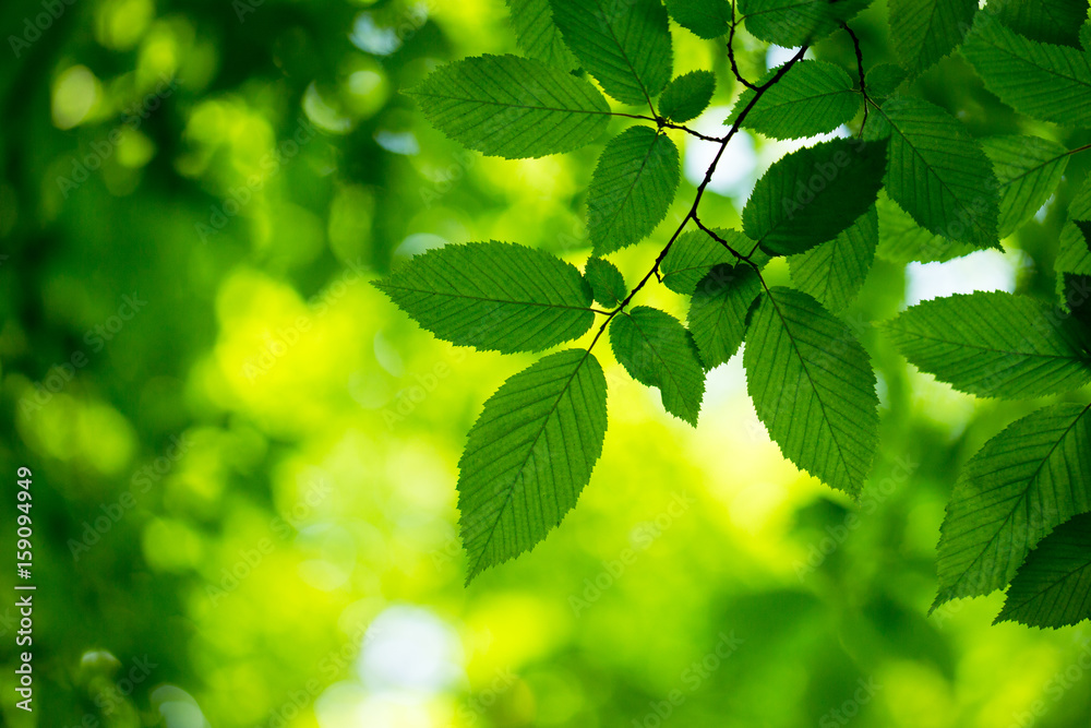 reen leaves on the green backgrounds reen leaves on the green backgrounds