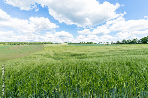 Wheat fields still green with puffy clouds and trees