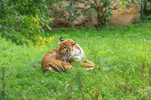 Fototapeta Naklejka Na Ścianę i Meble -  Sumatran tiger