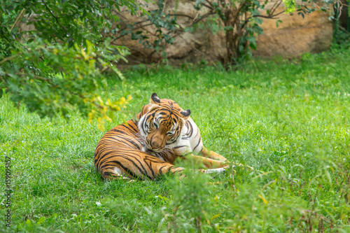 Fototapeta Naklejka Na Ścianę i Meble -  Sumatran tiger