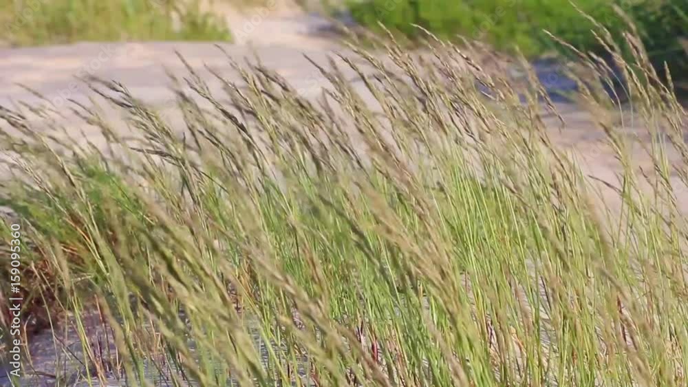 Vegetation on white sand dunes blowing in the sea breeze. Vegetation on white sand dunes blowing in the sea breeze.