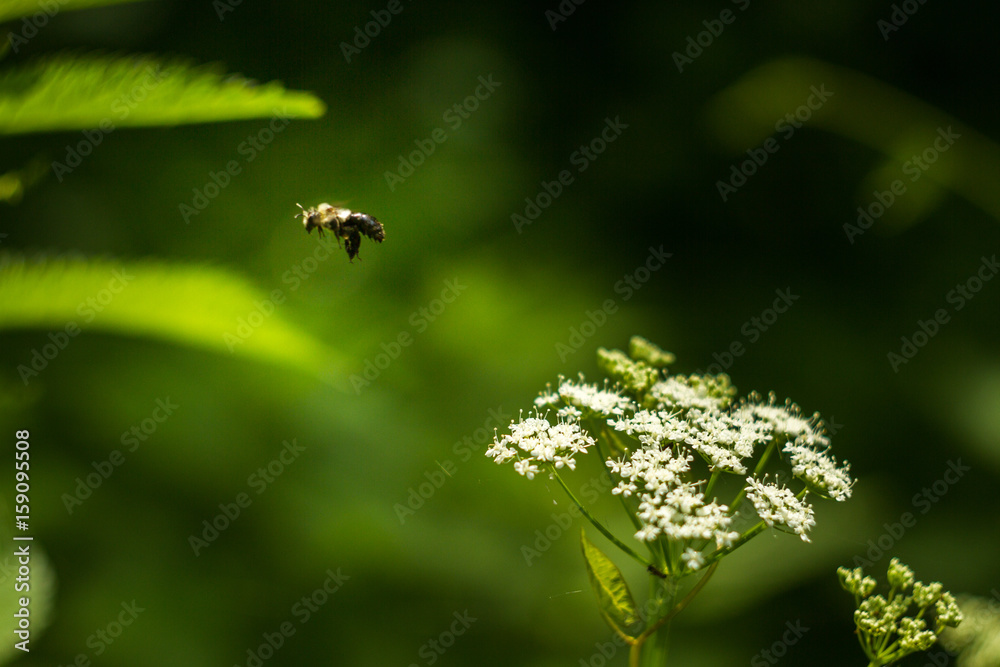 Biene im Flug am Holunder Biene im Flug am Holunder