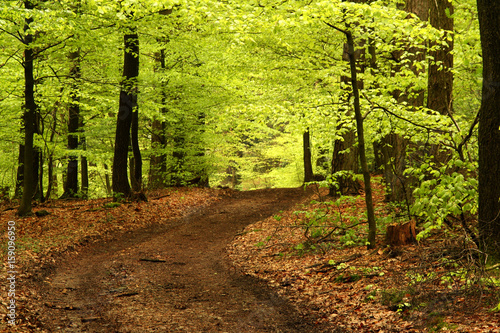 fruehlingswald photo