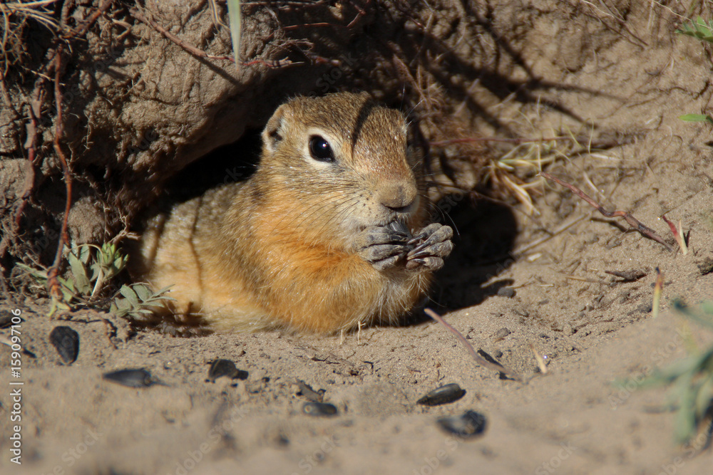 A gopher near the hole collects and eats seeds A gopher near the hole collects and eats seeds
