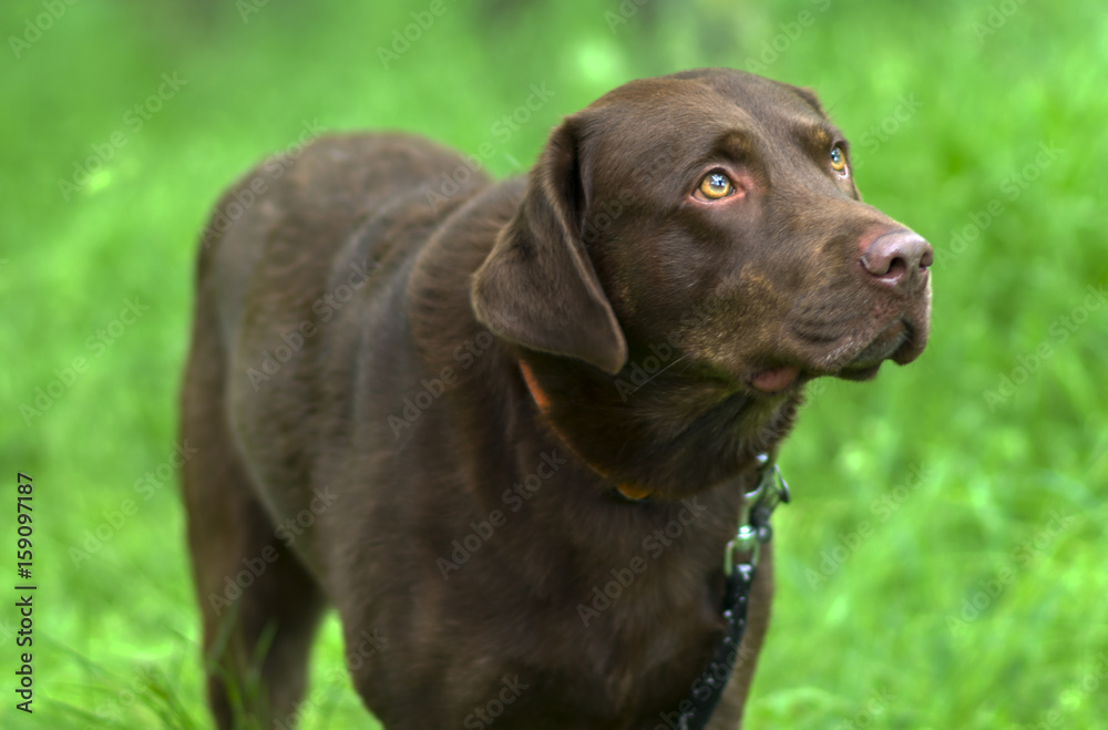 Beautiful Labrador in a Green Field