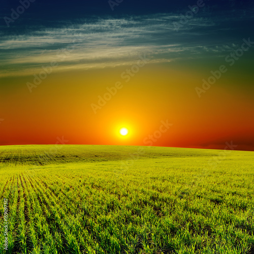 low sun in sunset over green field
