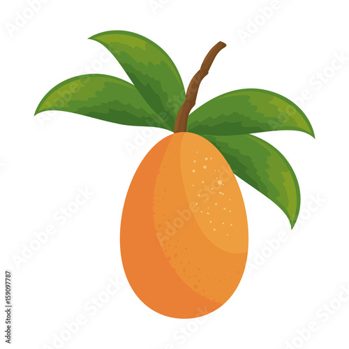 mango fruit icon over white background colorful design vector illustration