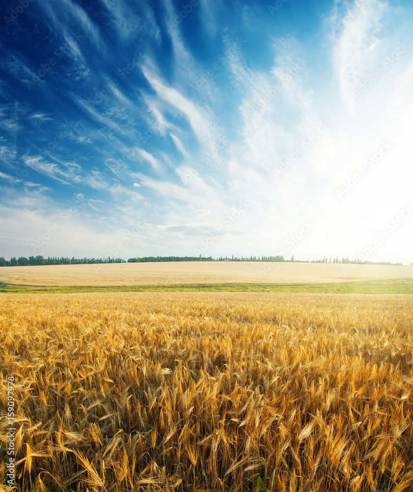 Naklejka premium sunset in blue sky over agriculture field with crop