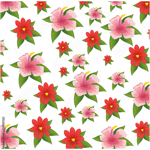 tropical flowers background over white background colorful design vector illustration