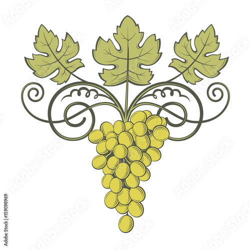 image of grapes with bunches and leaves