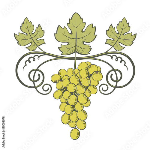 image of grapes with bunches and leaves