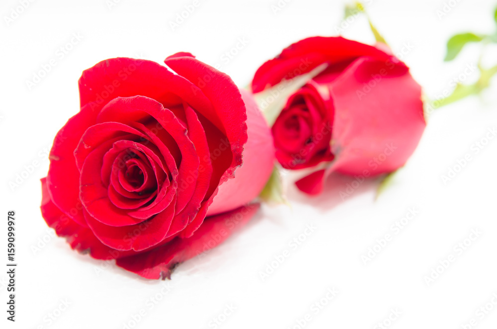  red rose isolated on white background