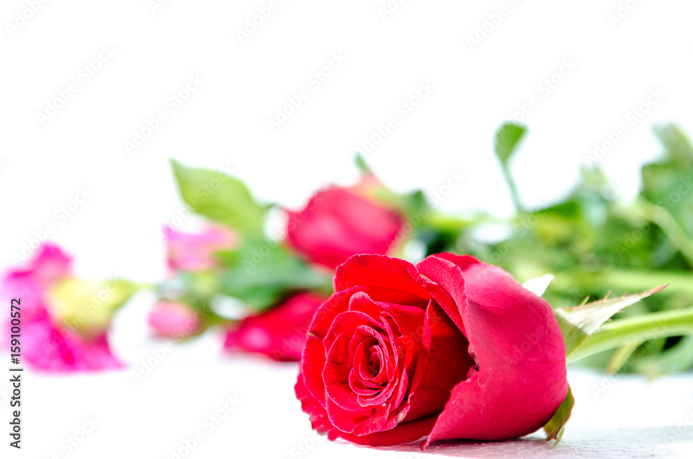  red rose isolated on white background