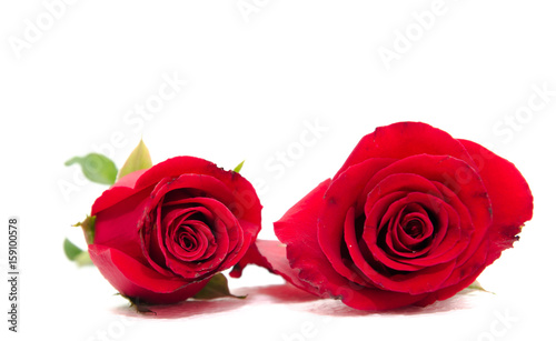  red rose isolated on white background