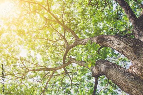 Forest with sunlight. The sun rays through branches of trees