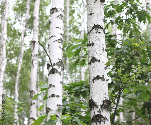 White birch trees with beautiful birch bark in a birch grove