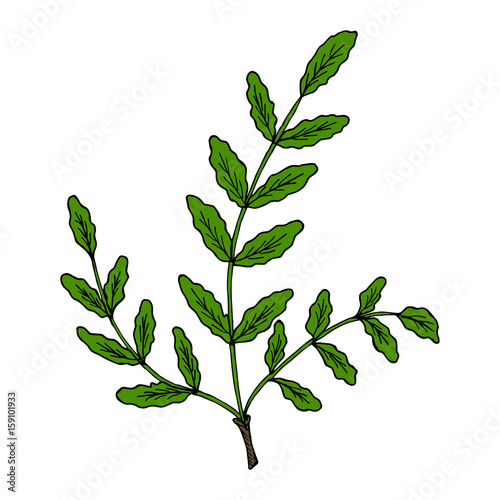 Indian Frankincense Salai or Boswellia serrata vintage illustration.Olibanum-tree (Boswellia sacra), aromatic tree. Ink hand drawn herbal illustration