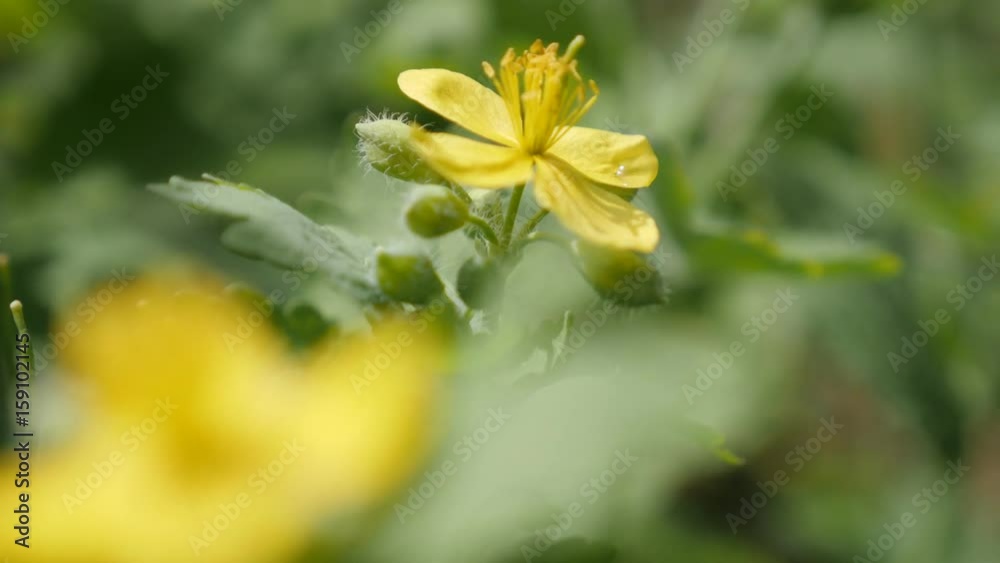 Shallow DOF perennial plant Chelidonium majus 4K 2160p 30fps UltraHD footage - Herbaceous tetterwort flower close-up 3840X2160 UHD video Shallow DOF perennial plant Chelidonium majus 4K 2160p 30fps UltraHD footage - Herbaceous tetterwort flower close-up 3840X2160 UHD video