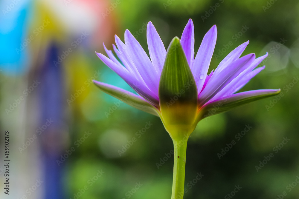 Fototapeta premium Uprisen angle view of purple lotus in a garden with colorful bokeh background.