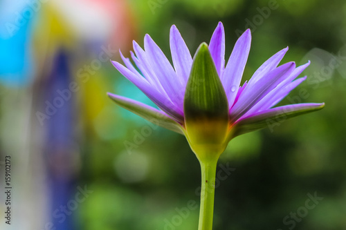 Uprisen angle view of purple lotus in a garden with colorful bokeh background.