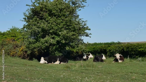 Holstein Friesian Cattle, Exmoor 