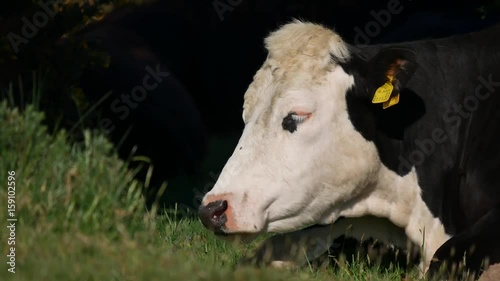 Holstein Friesian Cattle, Exmoor 