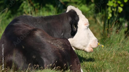 Holstein Friesian Cattle, Exmoor 