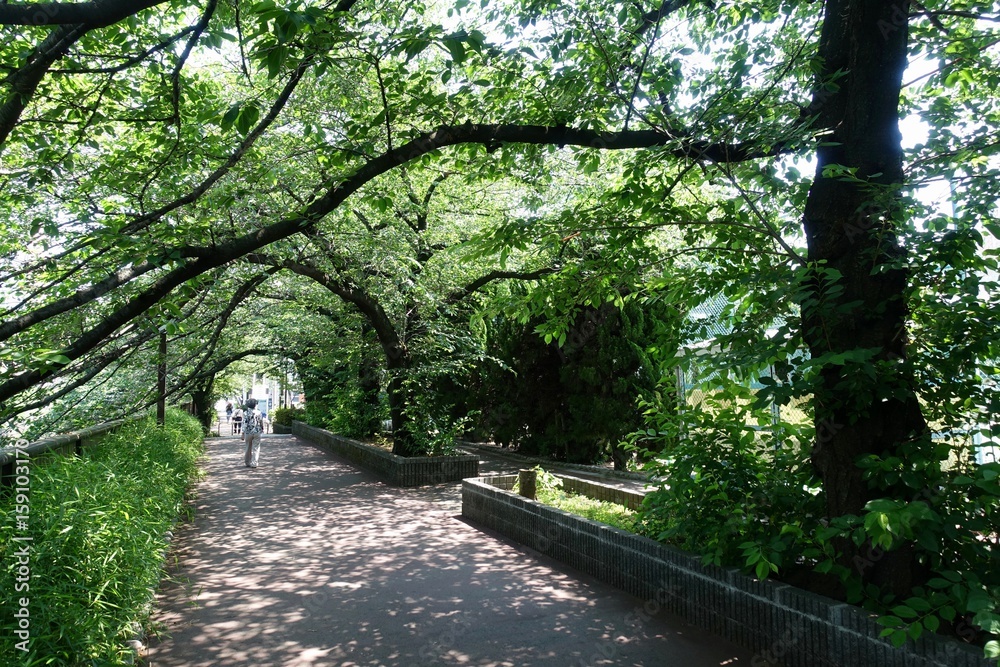 Fototapeta premium 初夏の公園散歩