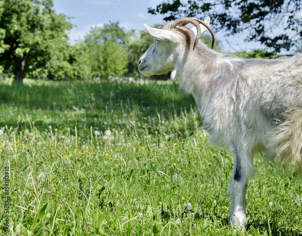 custom made wallpaper toronto digitalGray goat with horns