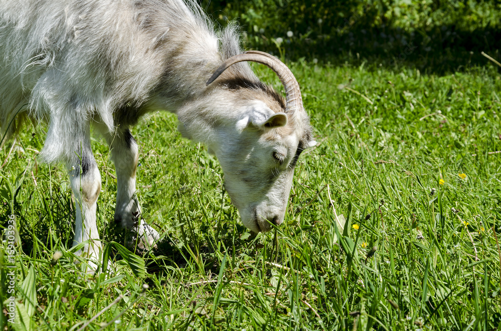 Gray goat with horns Gray goat with horns