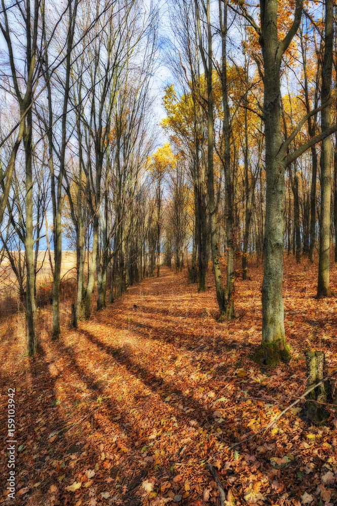 autumn forest. Autumn morning in the birch forest autumn forest. Autumn morning in the birch forest