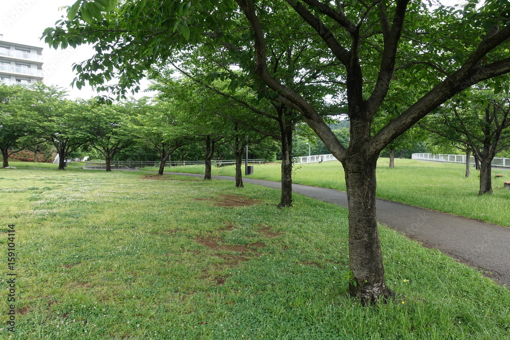 Obraz premium 初夏の散歩道