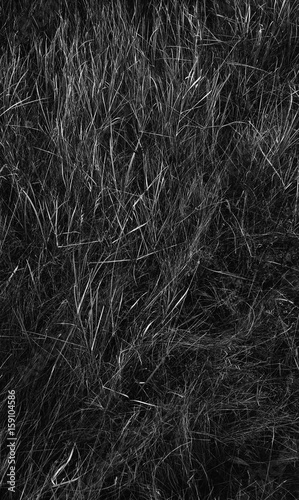 texture of black and white grass for background