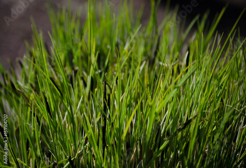 Natural Green Grass