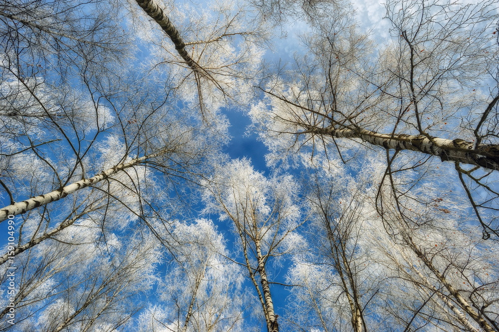 winter forest. Trees against the sky. frosty morning winter forest. Trees against the sky. frosty morning