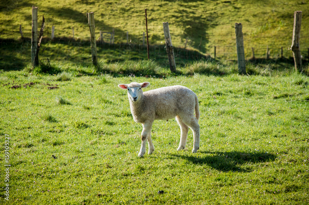Fototapeta premium isolated lamb in the morning sun