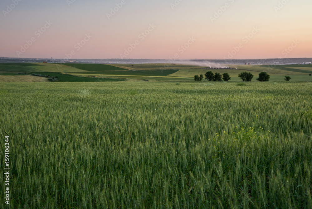 The field of unripe wheat at sunset. South Kazakhstan