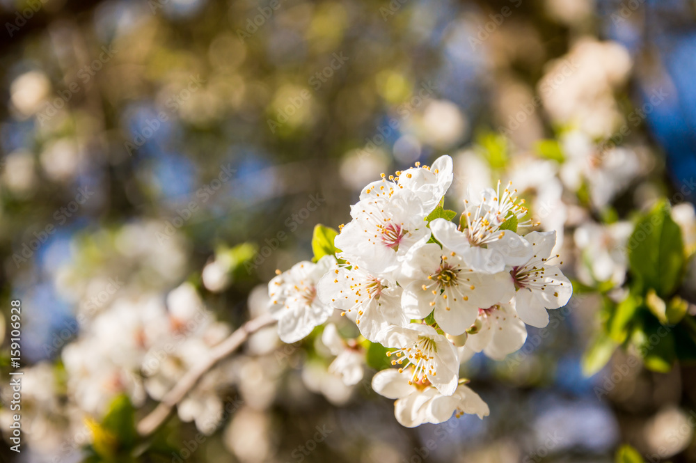 Obraz premium White cherry blossom flower