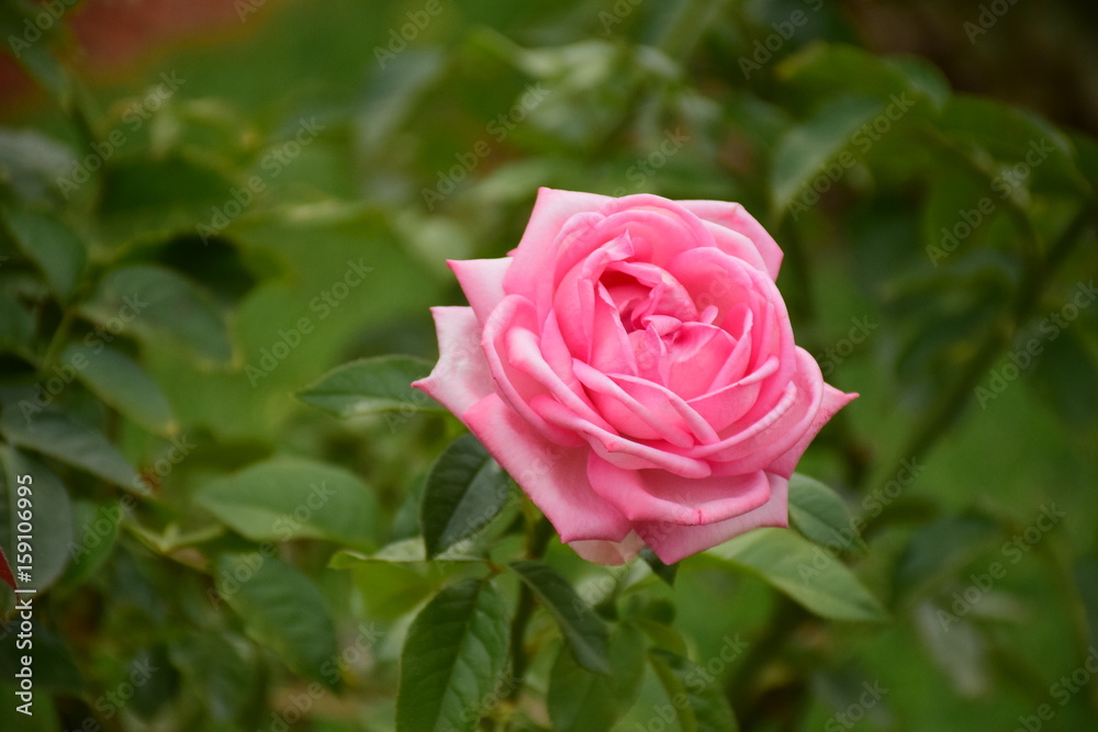 beautiful pink rose in a garden, with blurried green background beautiful pink rose in a garden, with blurried green background