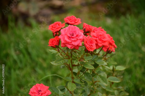 Red roses in a garden